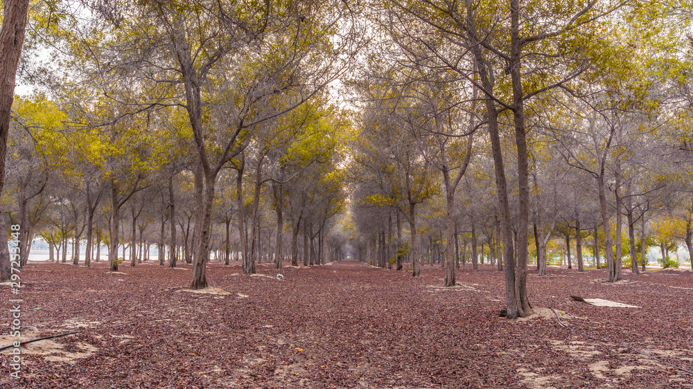 Naklejka premium autumn in the park in abu dhabi