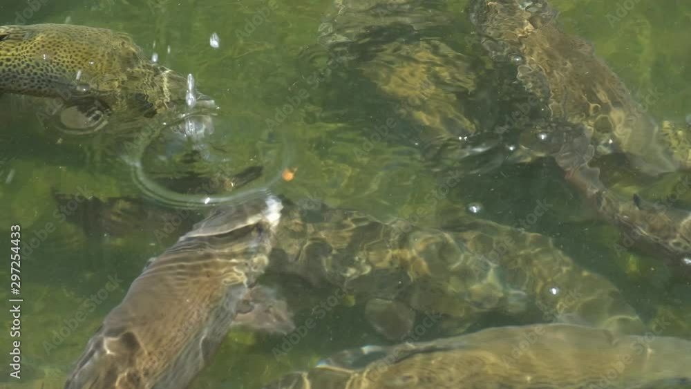 School of large Rainbow Trout congregating in an industrial pool of a fish hatchery near Asheville, North Carolina. These fish and their offspring are released into the local streams and rivers. School of large Rainbow Trout congregating in an industrial pool of a fish hatchery near Asheville, North Carolina. These fish and their offspring are released into the local streams and rivers.