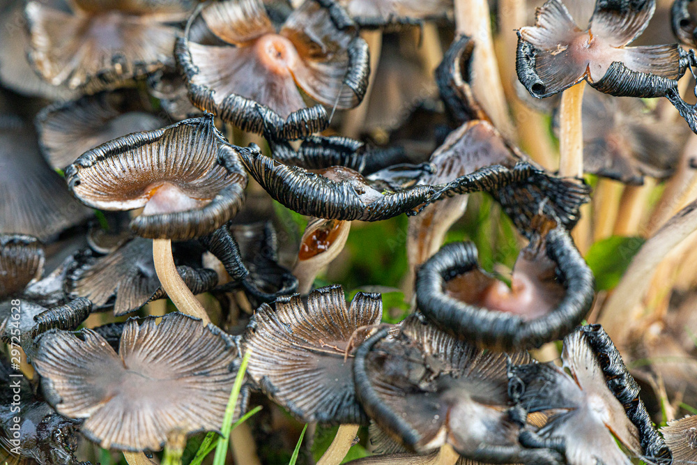 Black mushroom, collapsed by time Black mushroom, collapsed by time