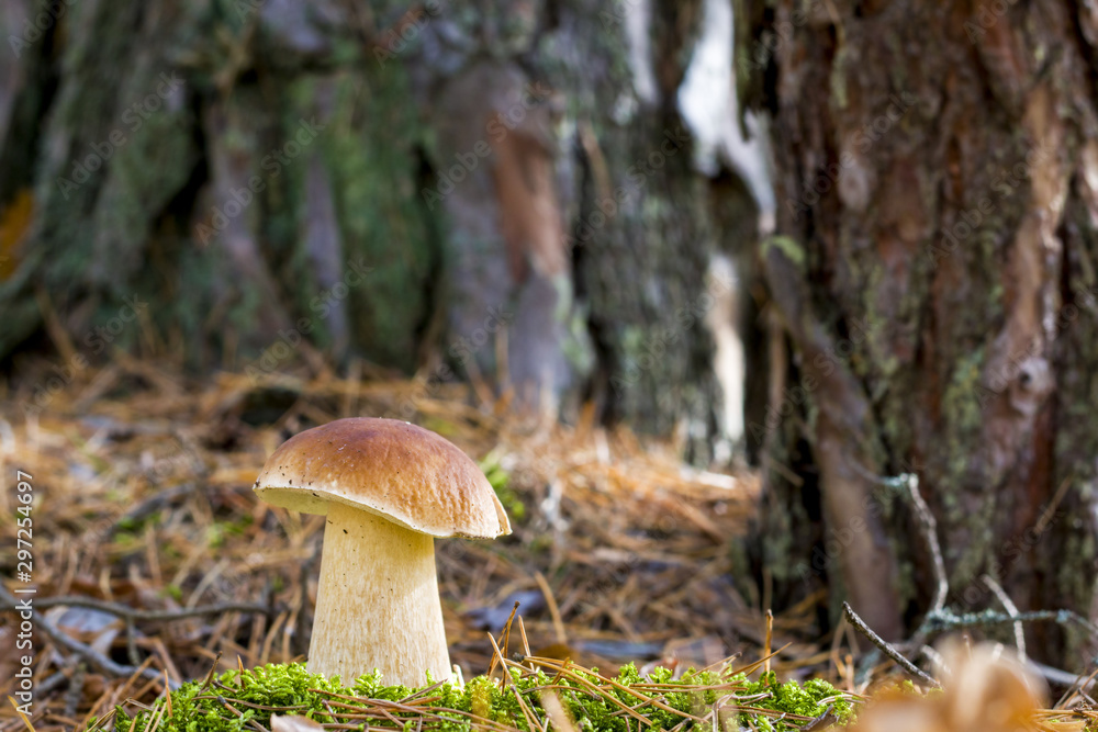 Fototapeta premium nice big porcini mushroom