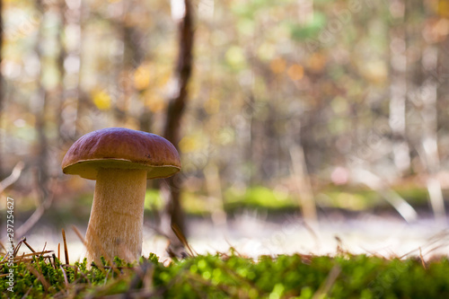 large porcini mushroom in forest