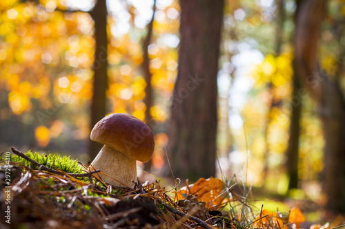 nice porcini mushroom grows in wood