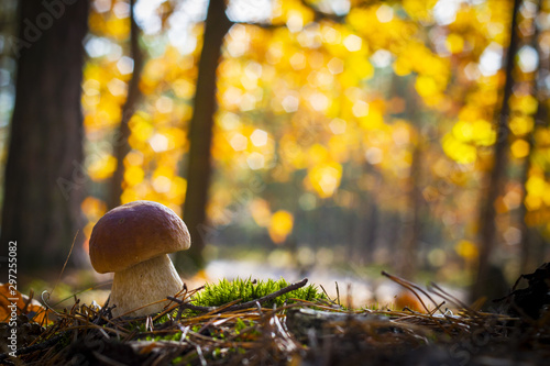 nice porcini mushroom in sunny wood photo