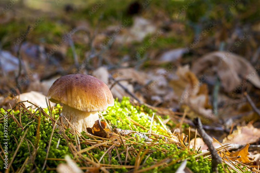 porcini mushroom in sunny moss porcini mushroom in sunny moss