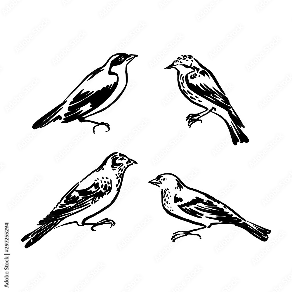 Fototapeta premium Wild birds collection. Vector animal illustration, hand drawn sketch silhouettes painted by ink, black isolated on white background