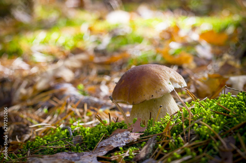 porcini mushroom in moss forest