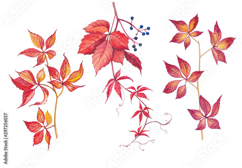 Autumn leaves isolated on white background.