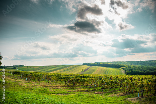 Billede på lærred autums view wineyard