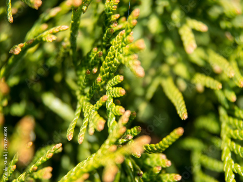 Thuja branch close up view