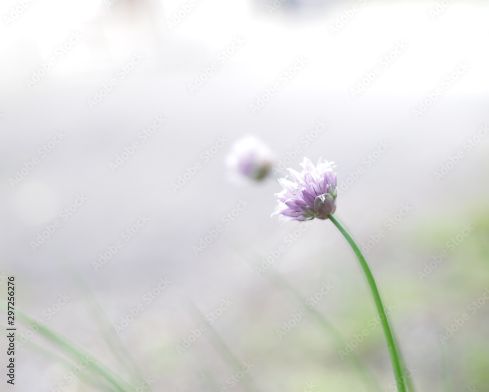 Fototapeta premium fiori