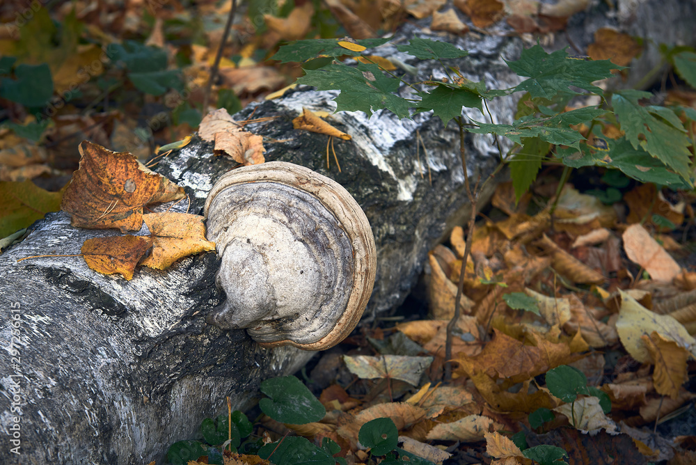 Fototapeta premium Polyporaceae mushroom tinder fungus on a tree trunk