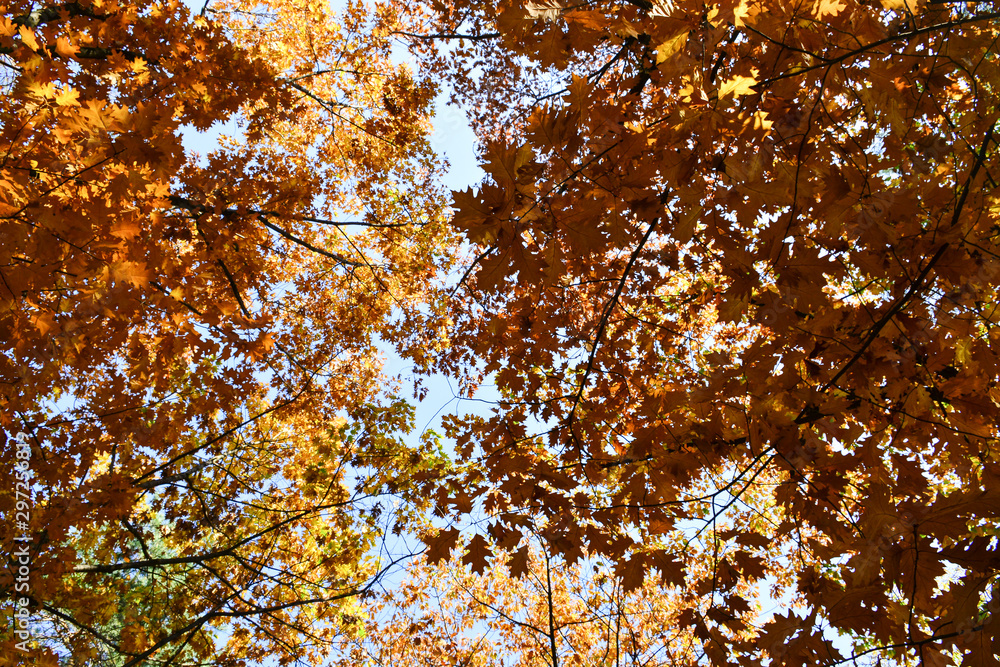 Beautiful autumn yellow leaves on the trees. The magic of autumn colors. Beautiful autumn yellow leaves on the trees. The magic of autumn colors.