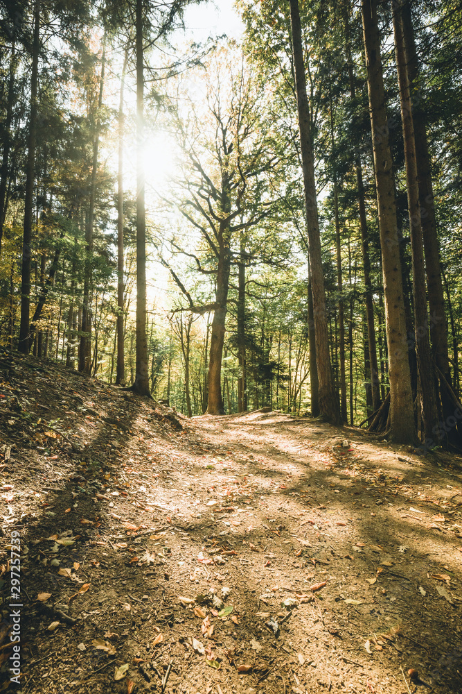 Fototapeta premium forest in autumn Path leading through the coniferous forest in the direction of the setting sun.