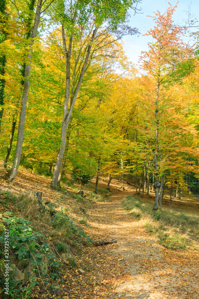 forest in autumn Path leading through the coniferous forest in the direction of the setting sun. forest in autumn Path leading through the coniferous forest in the direction of the setting sun.