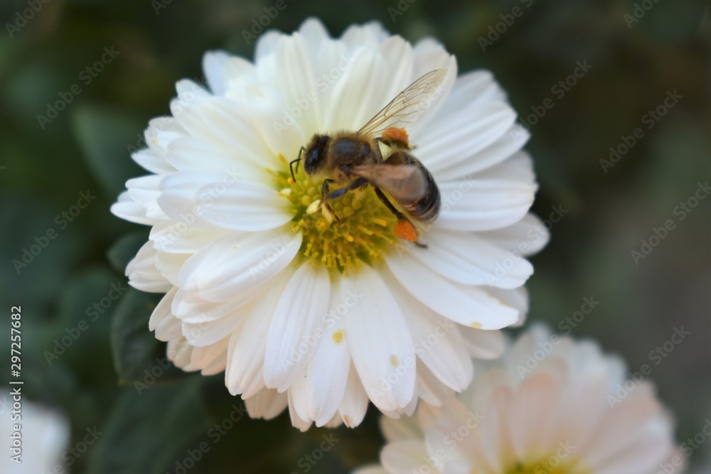Bee on a daisy white flower. Bellis perennis is a common European species of daisy, of the family Asteraceae, often considered the archetypal species of that name. Bee on a daisy white flower. Bellis perennis is a common European species of daisy, of the family Asteraceae, often considered the archetypal species of that name.