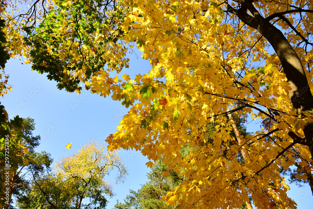 Beautiful autumn yellow leaves on the trees. The magic of autumn colors. Beautiful autumn yellow leaves on the trees. The magic of autumn colors.