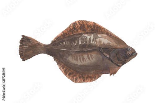 flounder fish on a white background