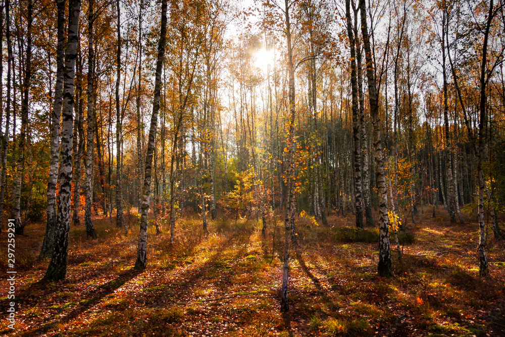 Obraz premium Jesień w lesie liściastym 
