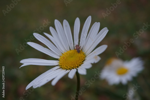 a bug sits on a daisy