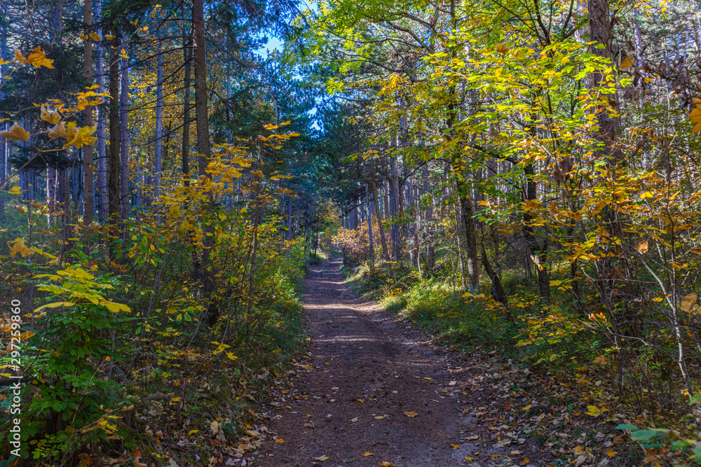 path in green forest