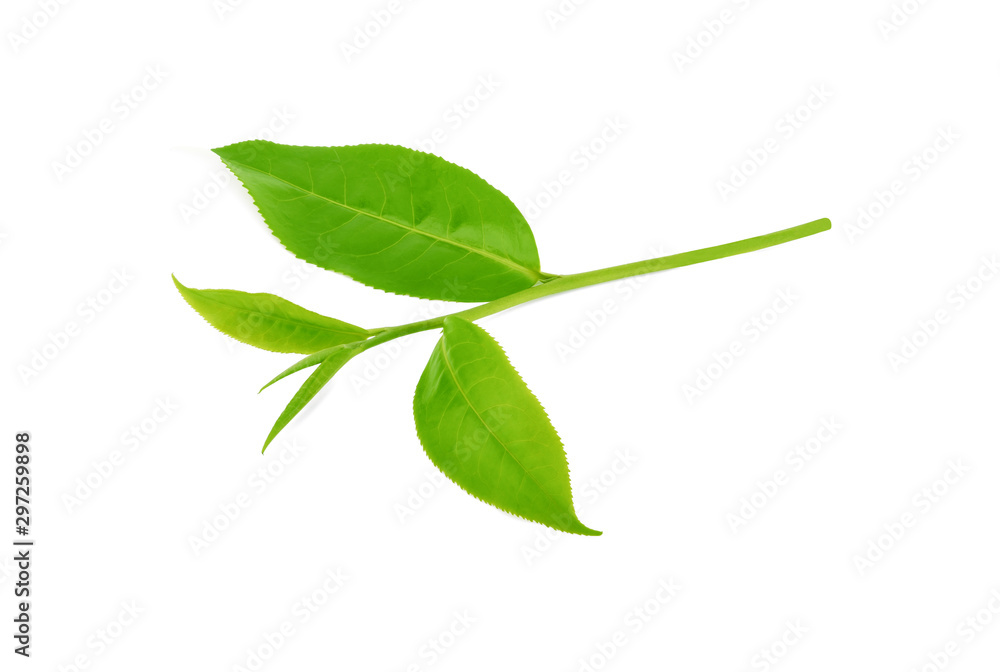 Fototapeta premium Green tea leaf isolated on white background