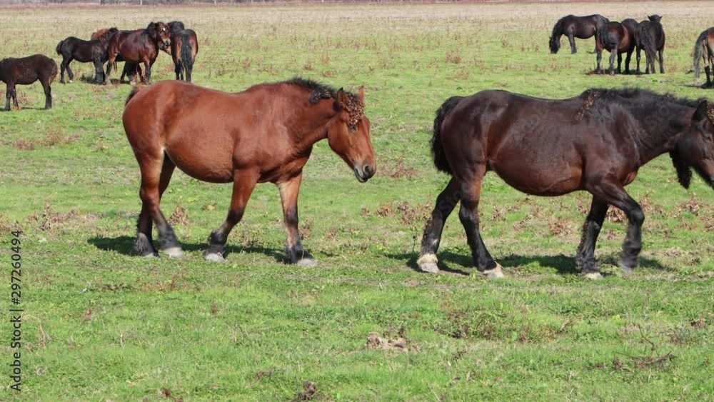 Grazing horses herd in a meadow,grazing in horse farm, 4K video Grazing horses herd in a meadow,grazing in horse farm, 4K video
