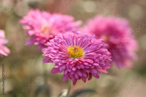 Pink flower in the garden © KSCHiLI