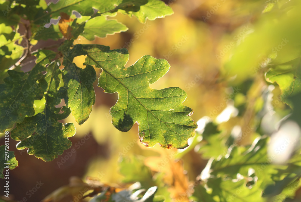 Oak leaf Oak leaf