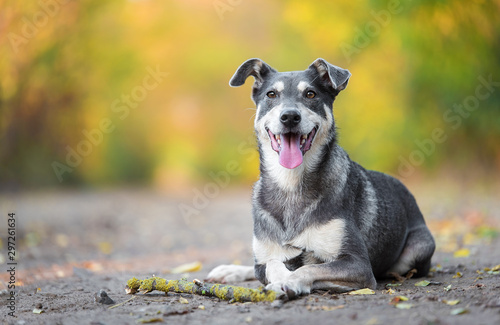 Adorable dog resting with a wooden stick on the road in the forest