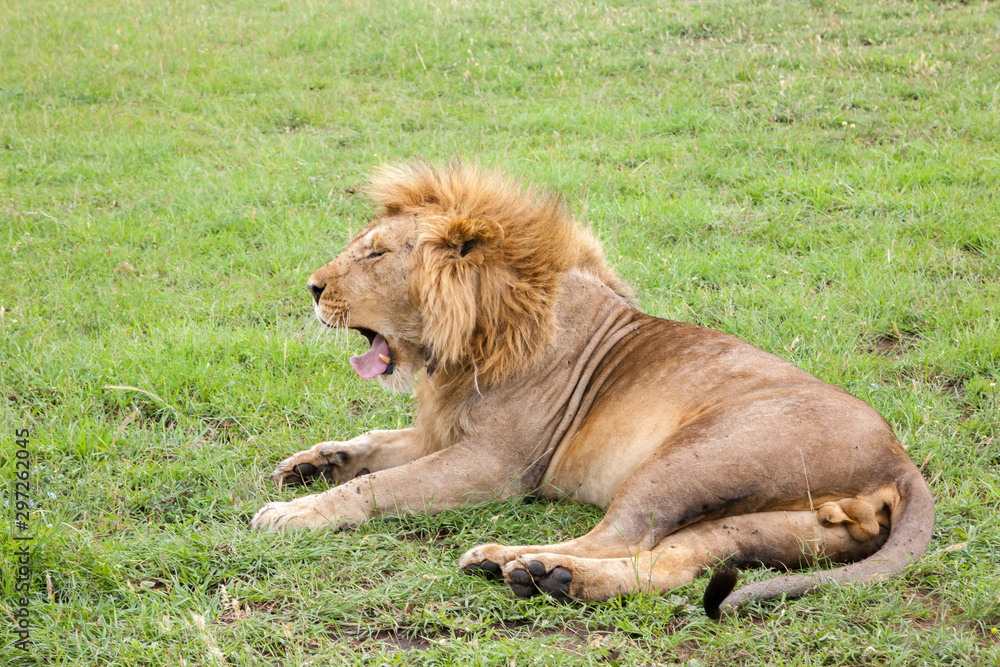 Big lion yawns lying on a meadow with grass Big lion yawns lying on a meadow with grass