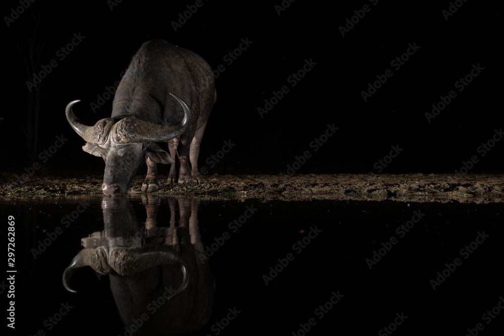 African bufflo drinking from a waterhole at night African bufflo drinking from a waterhole at night