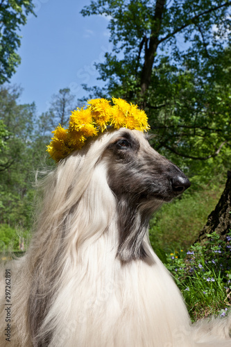 Dog breed dog Afghan Hound lying on the lawn in a wreath from dandelions