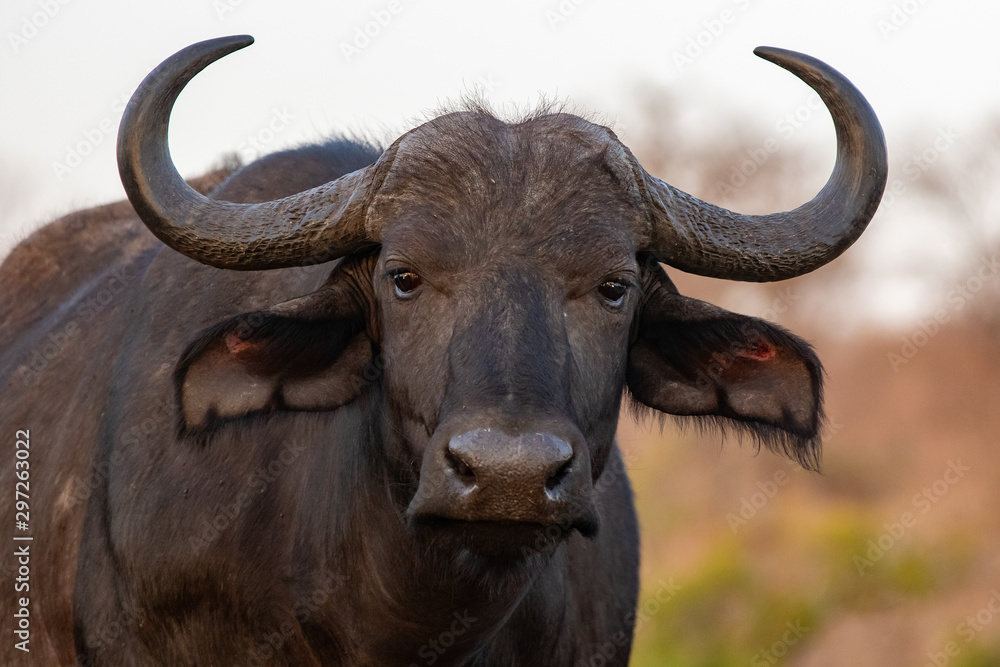 Portrait of an African buffalo in Zimanga private game reserver Portrait of an African buffalo in Zimanga private game reserver