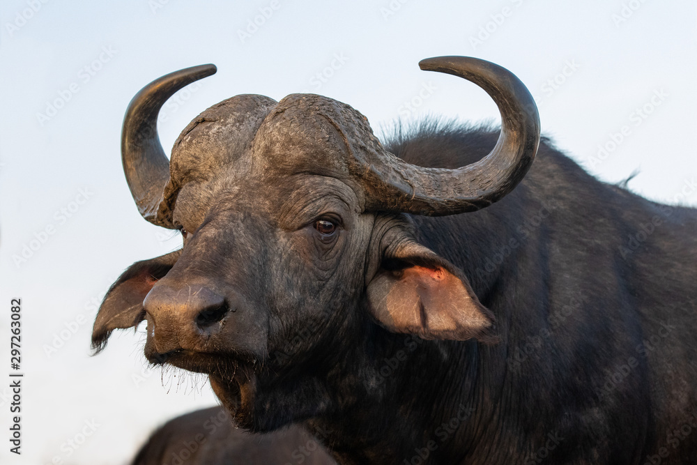Naklejka premium Portrait of an African buffalo in Zimanga private game reserver