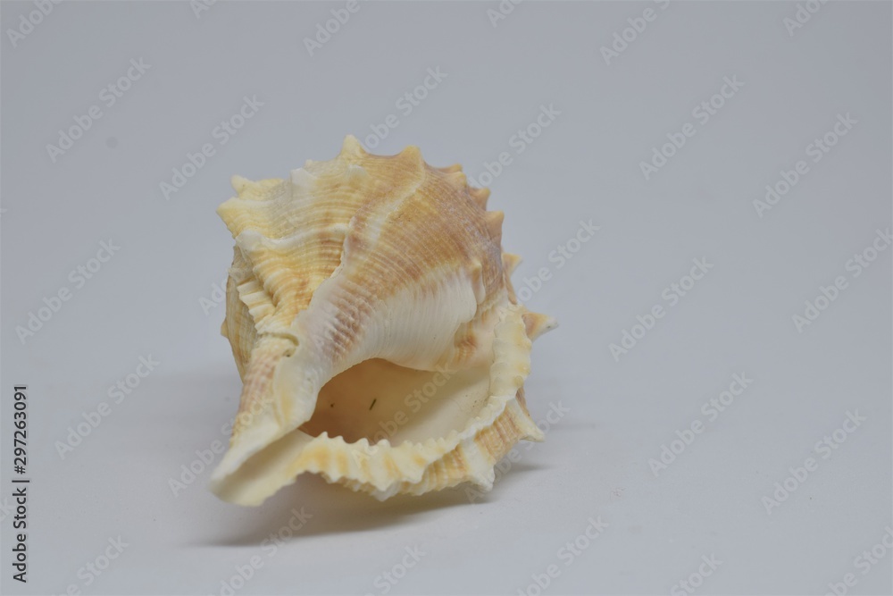 Side view of Triton small seashell conch on white background Side view of Triton small seashell conch on white background