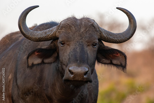 Portrait of an African buffalo in Zimanga private game reserver