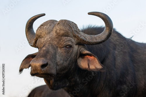 Portrait of an African buffalo in Zimanga private game reserver