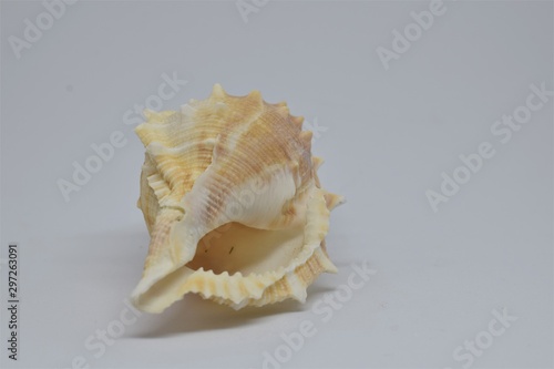 Side view of Triton small seashell conch on white background