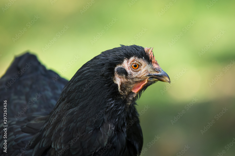 Portrait einer schwarzen Legehenne Portrait einer schwarzen Legehenne
