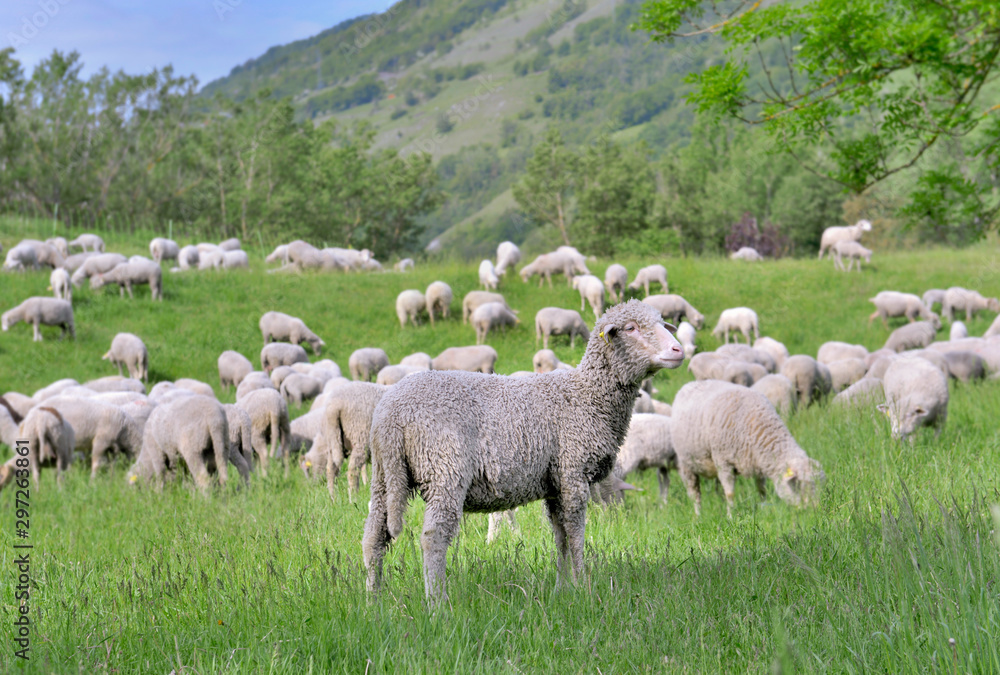 Obraz premium flock of sheep grazing in green alpine pasture
