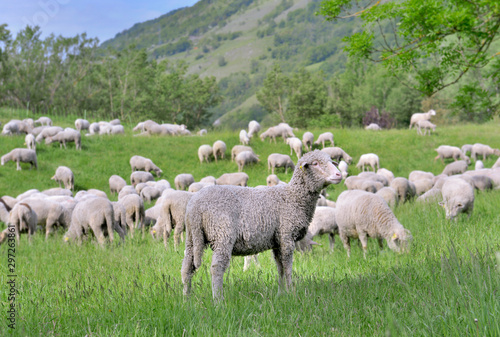 flock of sheep grazing in green alpine pasture