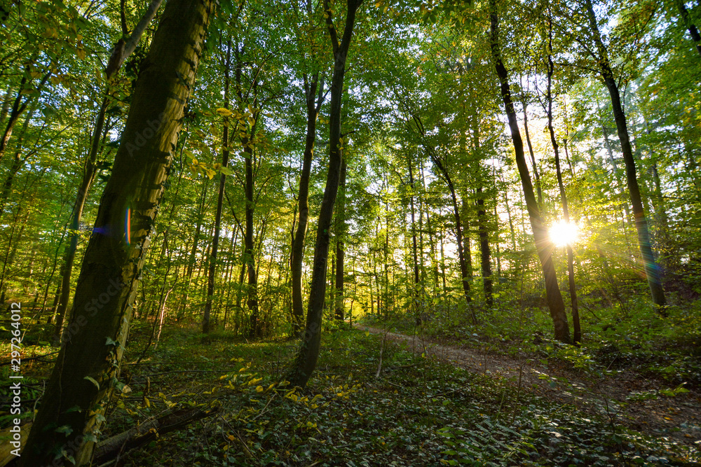 Naklejka premium colorful forest in autumn with sun shining through the trees