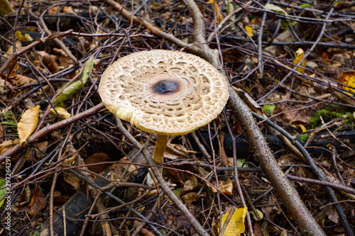 mushrooms standing in the forest in autumn photo