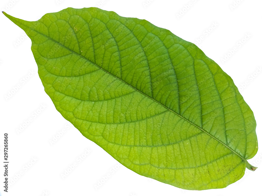 Obraz premium green leaf isolated on white background