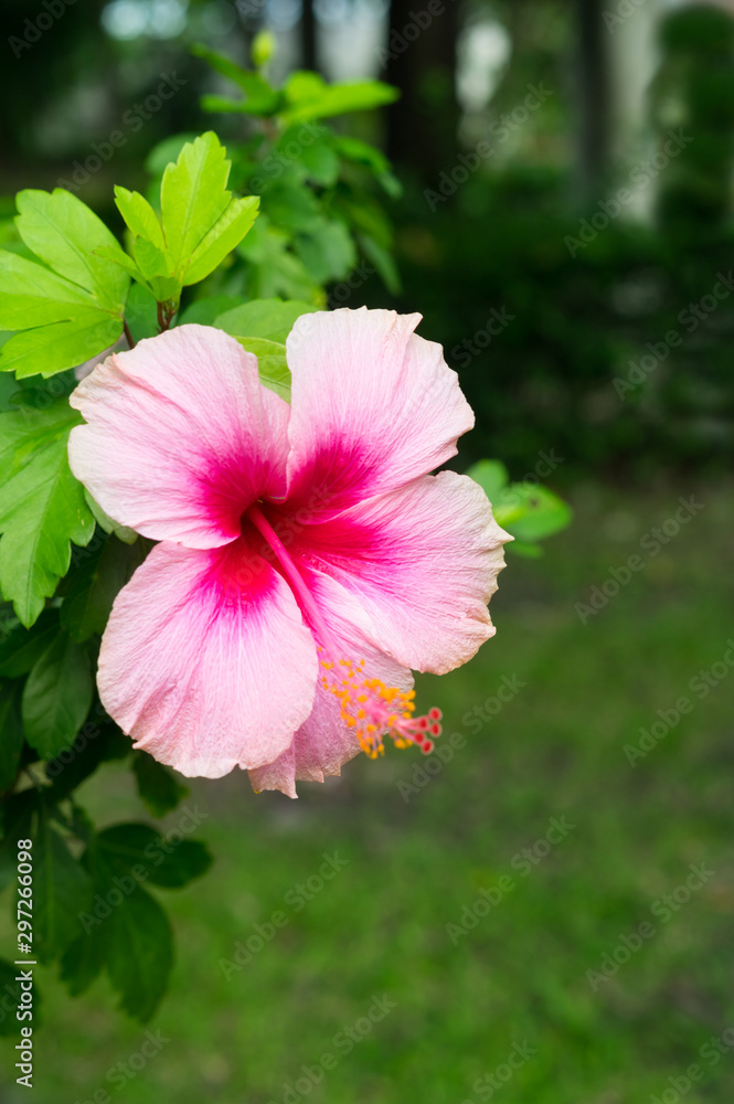 Fototapeta premium Pink and white colorful flowers in garden.