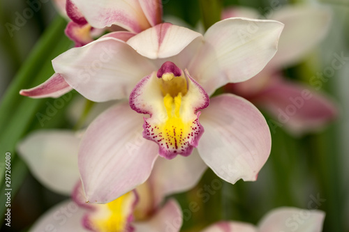 Close up of beauty colorful orchid flower