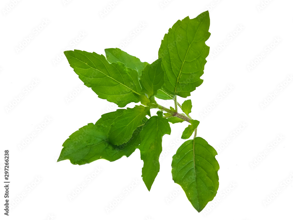 green leaf isolated on white background green leaf isolated on white background