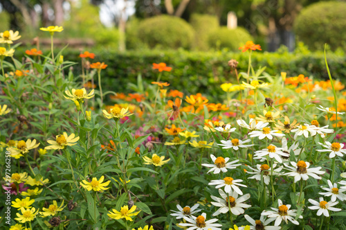 Colorful daisy flowers in garden. © peerayot