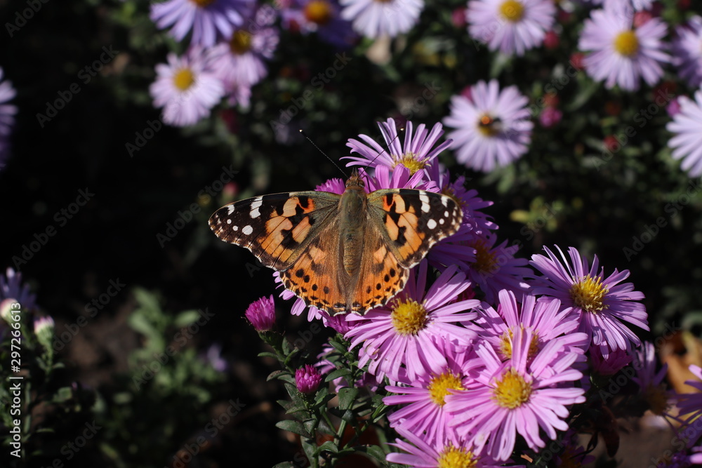 Naklejka premium butterfly on a flower