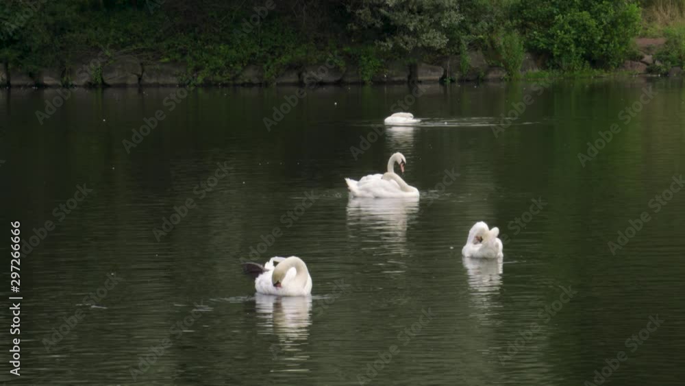 White Swans Washing Feathers in Pond and Swan Flipping Over in Water White Swans Washing Feathers in Pond and Swan Flipping Over in Water
